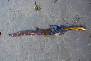 Islak kumda uzanan köpekbalığına benzeyen eşsiz bir deniz yaratığı. Uzamış gövdesi belirgin sarımsı bir kuyruğa sahiptir, plaj çevresiyle harmanlanır..