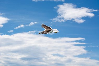 Mavi gökyüzü ve kabarık beyaz bulutlara karşı zarafetle süzülen bir martı. Kuşun kanatları genişçe açılır, tüyleri kolayca süzülürken sergilenir..