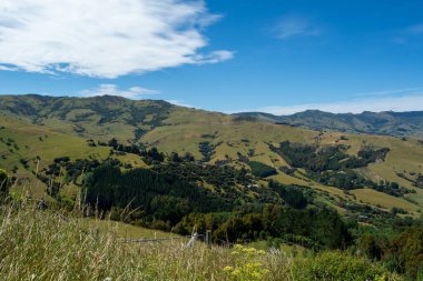 Berrak mavi bir gökyüzünün altındaki yuvarlanan yeşil tepelerin manzarası. Ağaçlar ve çalılar her yere saçılmış. Ön planda uzun otlar ve kır çiçekleri yer alıyor..