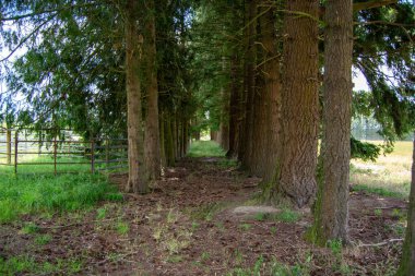Orman bölgesinden geçen uzun ağaçlarla kaplı sakin bir patika. Yer düşen yapraklar ve çimlerle kaplı, barışçıl bir atmosfer yaratıyor. Arka planda bir çit görülebilir, kırsal düzeyi arttırır..
