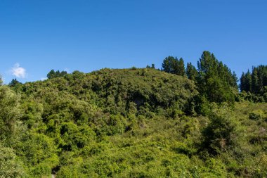 Berrak mavi gökyüzünün altında yoğun bitki örtüsüyle kaplı yemyeşil bir yamaç. Manzara çeşitli ağaç ve çalılara ev sahipliği yapıyor, canlı bir doğal manzara yaratıyor..