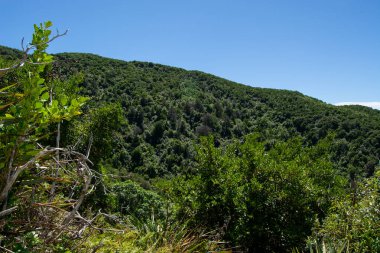 Bereketli yeşil yamaç, açık mavi gökyüzünün altında yoğun bitki örtüsüyle kaplıdır..