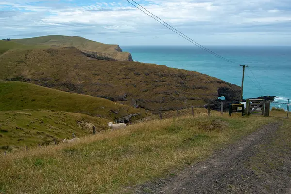 Yuvarlanan tepelerin, engebeli bir uçurumun ve arka planda okyanusun olduğu manzaralı bir kıyı manzarası. Ön planda toprak bir patika ve otlayan koyunlar var..