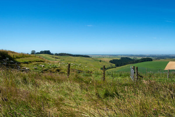 A scenic view of rolling green hills under a clear blue sky, with a fence in the foreground and grazing sheep in the distance. The landscape features a mix of grassland and trees, showcasing the beauty of rural nature.