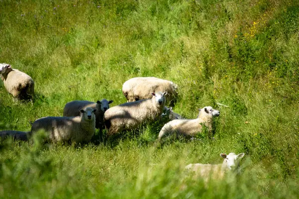 Parlak güneş ışığı altında yemyeşil bir tarlada otlayan bir koyun grubu. Sahne, kırsal yaşamın dinginliğini canlı otlar ve kır çiçekleriyle yakalıyor..