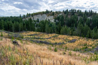 Bitmeyen yeşil ağaçlar ve altın otların karışımından oluşan ormanlık manzaralı bir manzara. Ön planda kuru otlar ve düşen kütükler gösterilirken, arka planda ağaçlı bir yamaç ve bulutlu bir gökyüzü yer alıyor..