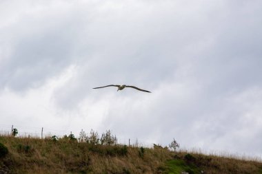 Kuş Bulutlu Gökyüzüne Karşı Yükseliyor