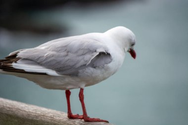 Suyun kenarında tünemiş beyaz bir kuşun yakın çekimi