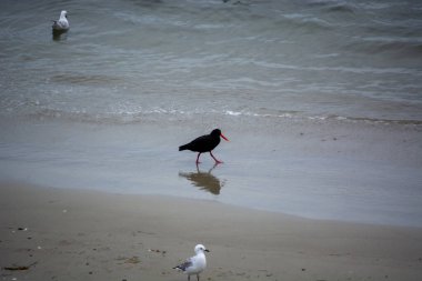 Kara Kuş Sahilde Yürüyor