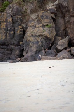 Yalnız kuş Sandy sahilinde Rocky Kayalıklarının yakınında