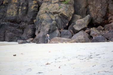 Rocky Cliffs 'le Sahilde Yürüyen Hayvan