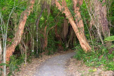 Bereketli Yeşillik ile Serene Ormanı Yolu