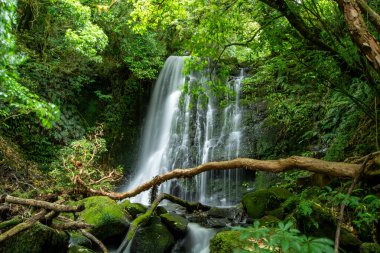Bereketli Yeşil Orman 'da Sakin Şelale