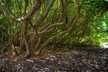 Çalılar Arasında Çarpık Ağaçlar