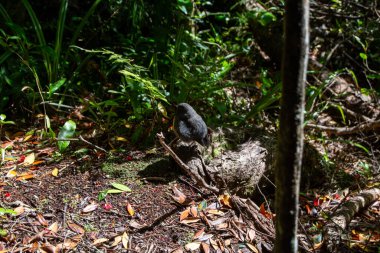 Lush Ormanındaki Küçük Kuş Ayarları