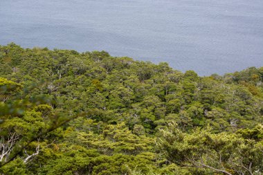 Yoğun bir ormanın havadan görünüşü bir gölün ya da okyanusun sakin sularıyla buluşuyor, yemyeşil ağaçları ve sakin bir manzarayı sergiliyor..