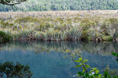 Bereketli yeşillik ve canlı bitkilerle çevrili sakin ve berrak bir göl içeren sakin bir manzara. Su etrafındaki bitki örtüsünü yansıtıyor ve sakin bir atmosfer yaratıyor..