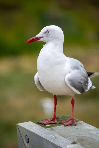 Martı ahşap bir direğe tünemiş.