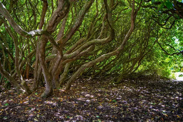 Çalılar Arasında Çarpık Ağaçlar