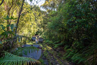 Rayda terk edilmiş metal arabaların bulunduğu yemyeşil yapraklar arasında dar bir patika. Sahne sık ağaçlar ve eğreltiotlarıyla çevrili, sakin, aşırı gelişmiş bir atmosfer yaratıyor..