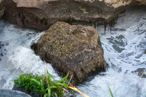 Büyük bir kaya, deniz yosunu ve kıyı bitkileriyle çevrili köpüklü okyanus suyuna kısmen batmıştı. Sahne karayla deniz arasındaki dinamik etkileşimi yakalıyor, dalgalar kayaya çarpıyor..
