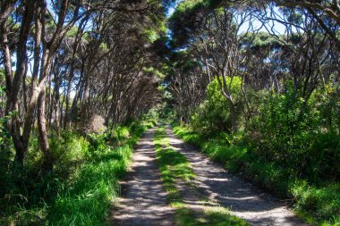 Her iki tarafında uzun ağaçlar olan gür bir ormanın içinden geçen sakin bir toprak patika. Güneş ışığı yaprakların arasından süzülüp barışçıl ve davetkar bir atmosfer yaratır..