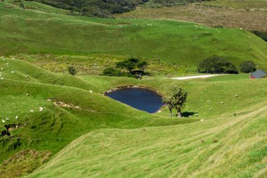 Yuvarlanan yeşil tepeler, yemyeşil çimlerle çevrili küçük bir gölet ve yakınlarda otlayan birkaç koyunun bulunduğu sakin bir manzara. Sahne sakin ve resim gibi, doğanın güzelliğini gösteriyor..