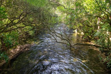 Bereketli yeşil bir ormanın içinden akan dingin bir nehir, sarkık dalları ve etrafındaki yaprakları yansıtan berrak suyla..