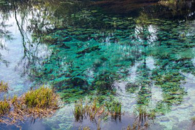 Ağaçları ve su bitkilerini yansıtan berrak bir su kütlesinin huzurlu görüntüsü. Canlı turkuaz su, görünür kayaları ve yeşilliği olan zengin bir su altı ekosistemini ortaya çıkarıyor..