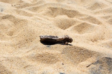 Güzel kum taneleriyle çevrili kumlu bir sahilde dinlenen bir tahta parçası. Kumun dokusu görülebilir, nazik dalgalanmalar doğal bir desen oluşturur..