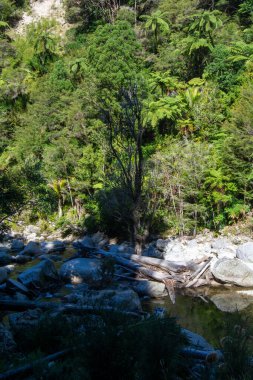 Bereketli yeşillik ve kayalık araziyle çevrili sakin bir nehir manzarası. Uzun ağaçlar ve eğrelti otları, yaprakların arasından süzülen güneş ışığıyla canlı bir doğal ortam yaratırlar..