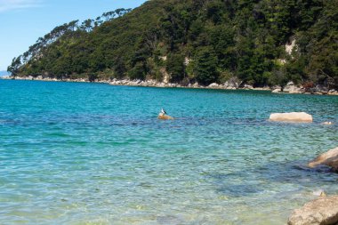 Berrak turkuaz suların, kayalık oluşumların ve arka planda yemyeşil tepelerin olduğu sakin bir sahil manzarası. Yalnız bir kuş, sudaki bir kayanın üzerine tüneyerek sakin atmosfere katılır..