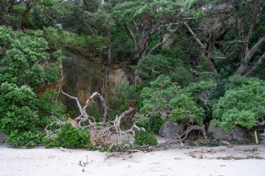 Önünde kumlu bir plaj bulunan kıvrık ağaçlar ve yoğun yaprakların yer aldığı yemyeşil bir sahil manzarası. Doğal manzara, kıyı bitkilerinin ve kayalık oluşumların güzelliğini gözler önüne seriyor..