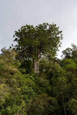 Uzun, görkemli bir ağaç, yemyeşil ve çeşitli bitkilerle çevrili bir yamaçta belirgin bir şekilde duruyor. Ağacın gölgesi yoğun ve canlı, kalp benzeri bir şekil sergiliyor. Gökyüzü bulutlu, ortama sakin bir ortam katıyor..