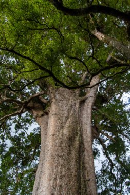 Kalın gövdeli görkemli bir ağaç ve dalları aşağıdan görünüyor. Bereketli yeşil yapraklar bulutlu gökyüzüne karşı canlı bir gölgelik oluşturur..