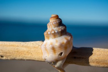 Arka planda sakin bir plaj ve okyanus olan bir ağaç dalının üzerinde dinlenen güzel bir deniz kabuğunun yakın çekimi. Kabuk karmaşık desenler ve renkler içeriyor, doğanın sanatsal özelliklerini gösteriyor..