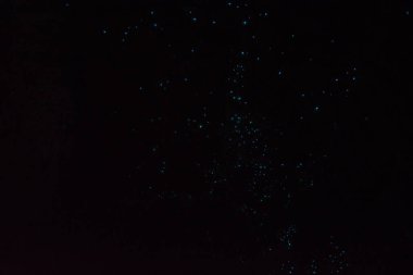 Yıldızlara ya da biyoluminesens organizmalara benzeyen sayısız küçük mavi ışığın aydınlattığı karanlık bir sahne mistik bir atmosfer yaratıyor..