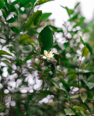 Bulanık çiçekleri olan ağaçtaki limon çiçekleri