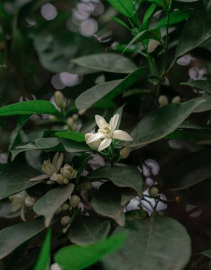 Bulanık çiçekleri olan ağaçtaki limon çiçekleri