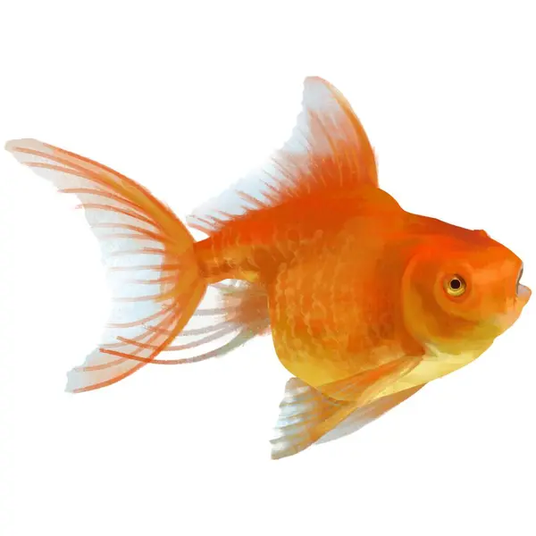 Beyaz üzerine turuncu balık