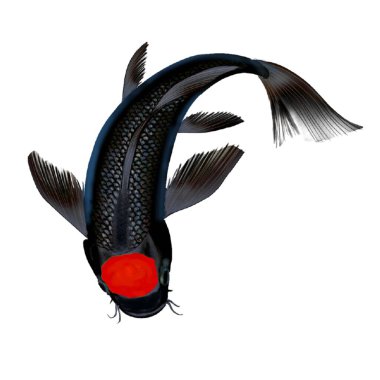 Siyah sazan beyaz arkaplanda izole edildi