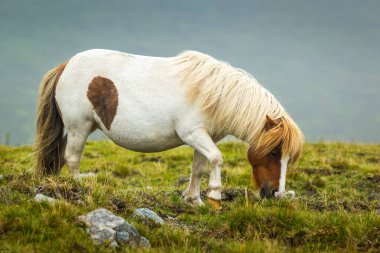 Küçük, şirin, kahverengi ve beyaz bir midillinin portresi. Otları yiyor..