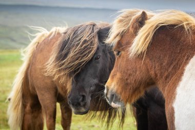 Tipik uzun saçlı üç Shetland midillisi. Fotoğraf: Shetland Adaları, İskoçya, Birleşik Krallık.