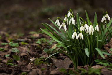Karanlık ormandaki beyaz kardelen grubunun yakın görüntüsü. Fotoğraf Küçük Karpatlar, Slovakya 'da çekildi.