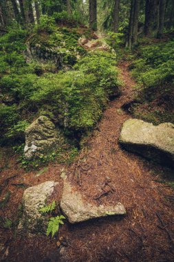 Yağmurdan sonra karamsar kozalaklı orman. Vysoke Tatry, Yüksek Tatras Dağları, Slovakya.
