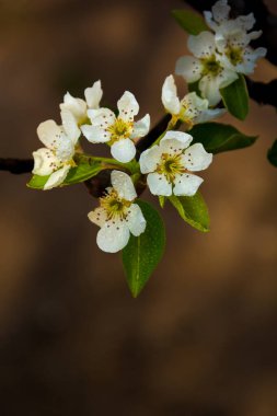 Armut çiçeğinin yakın görüntüsü. Bahar yağmurunda çiçek, yaprak ve su damlaları olan armut dalı. Fotoğraf Slovakya 'da çekildi.