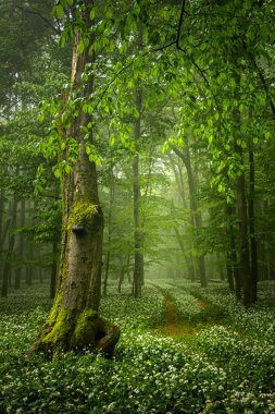 Bahar karamsar ormanının yanındaki patikanın yanındaki yaşlı ağaçta yabani sarımsak yetişiyor. Fotoğraf Küçük Karpatlar, Slovakya 'da çekildi.