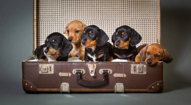 Eski kahverengi bir bavulda beş şirin dachshund yavrusu.