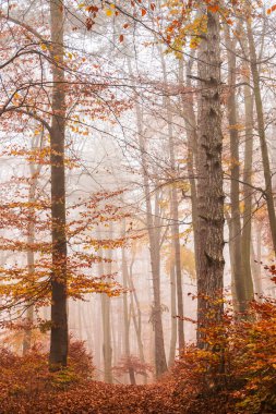Huysuz, sisli sonbahar ormanlarında turuncu yapraklarla kaplı yol. Fotoğraf: Erkek Karpaty, Küçük Karpatlar, Slovakya.