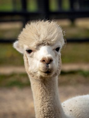 Meraklı bir alpakanın detaylı portresi, bulanık doğal arkaplan